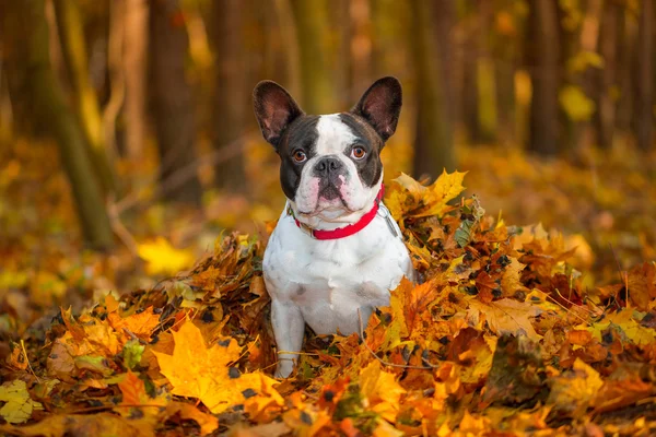 Bulldog francez în peisajul de toamnă — Fotografie, imagine de stoc