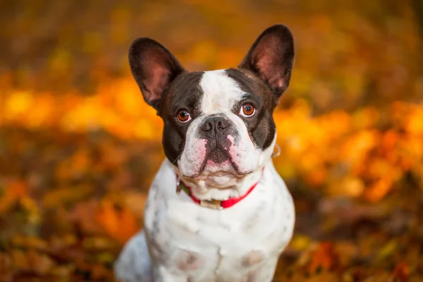 Französische Bulldogge in herbstlicher Landschaft — Stockfoto