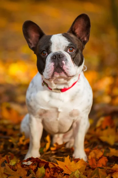 Französische Bulldogge in herbstlicher Landschaft — Stockfoto