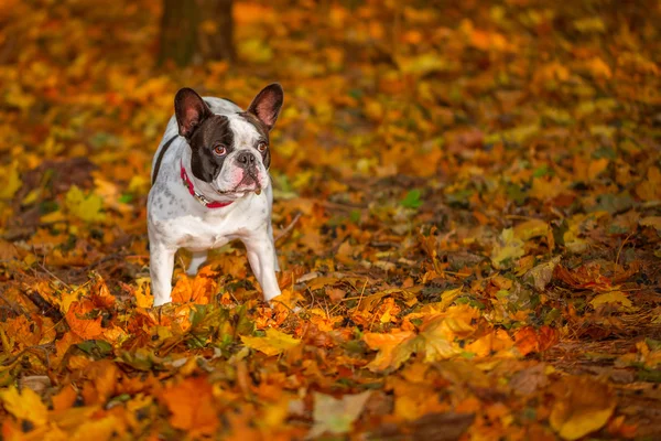 Fransk bulldog i höstigt landskap — Stockfoto