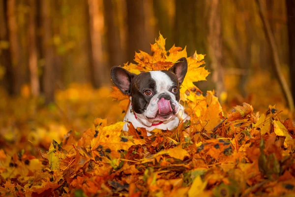 Fransk bulldog i höstigt landskap — Stockfoto