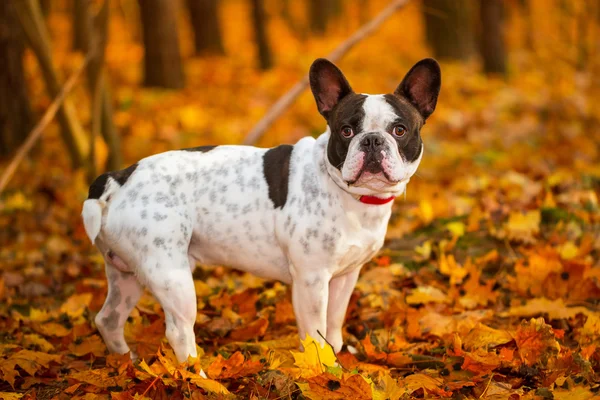 Buldog francuski w jesiennych dekoracji — Zdjęcie stockowe