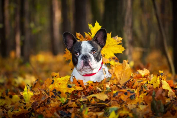 Bouledogue français dans les paysages automnaux — Photo