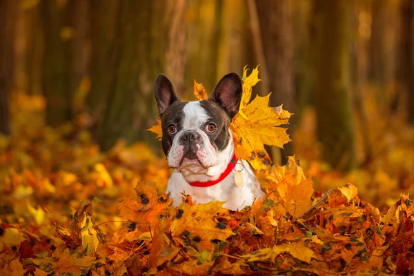 Fransk bulldog i höstigt landskap — Stockfoto