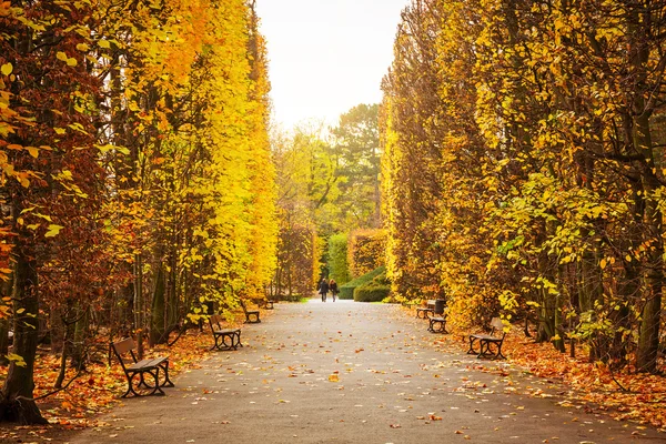 Autumnal alley in the park — Stock Photo, Image