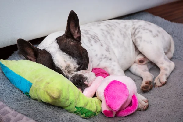 Yastığın üzerinde uyuyan Fransız bulldog köpek yavrusu — Stok fotoğraf