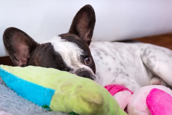 Fransk bulldog valp sover på kudden — Stockfoto