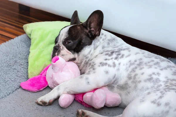 Bulldog francés cachorro durmiendo en la almohada —  Fotos de Stock