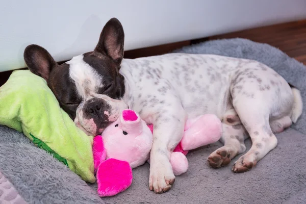 Cachorro buldogue francês dormindo na almofada — Fotografia de Stock