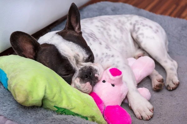Ranskalainen bulldoggi pentu nukkuu tyynyllä — kuvapankkivalokuva