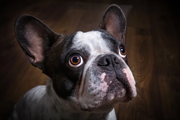 Retrato de bulldog francés — Foto de Stock