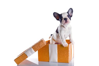 Fransız bulldog köpek yavrusu hediye kutusunda