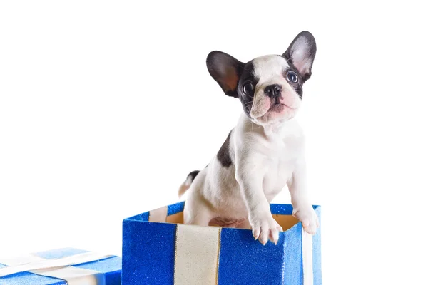 Французский бульдог щенок в настоящей коробке — стоковое фото
