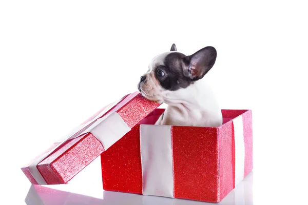 French bulldog puppy in present box — Stock Photo, Image