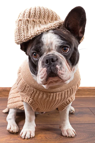 Buldog francuski sobie ciepły sweter — Zdjęcie stockowe