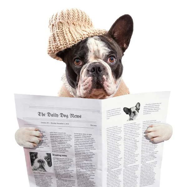 Bulldog francés en el periódico de lectura sombrero — Foto de Stock