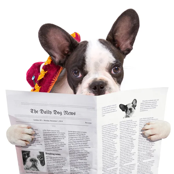 Bulldog francés en sombrero leyendo periódico — Foto de Stock