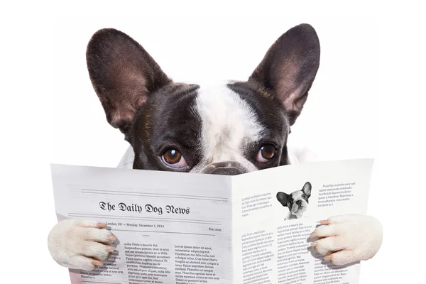 French bulldog reading newspaper — Stock Photo, Image