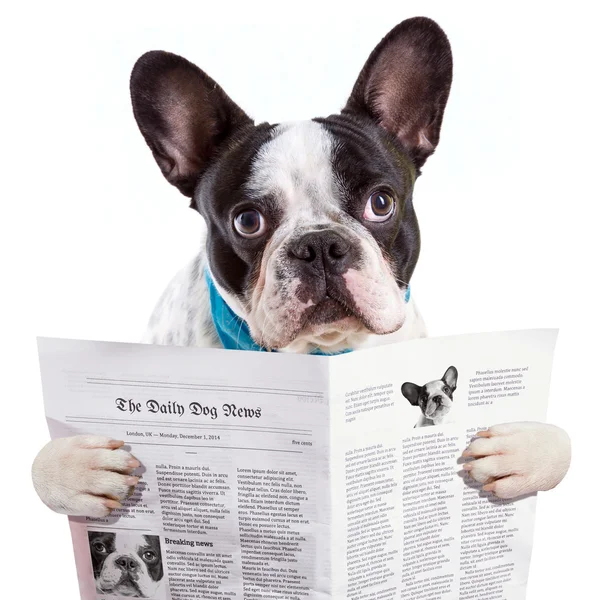 French bulldog reading newspaper — Stock Photo, Image