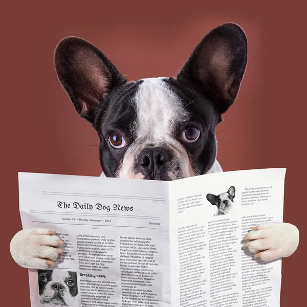 Bulldog francés leyendo periódico — Foto de Stock