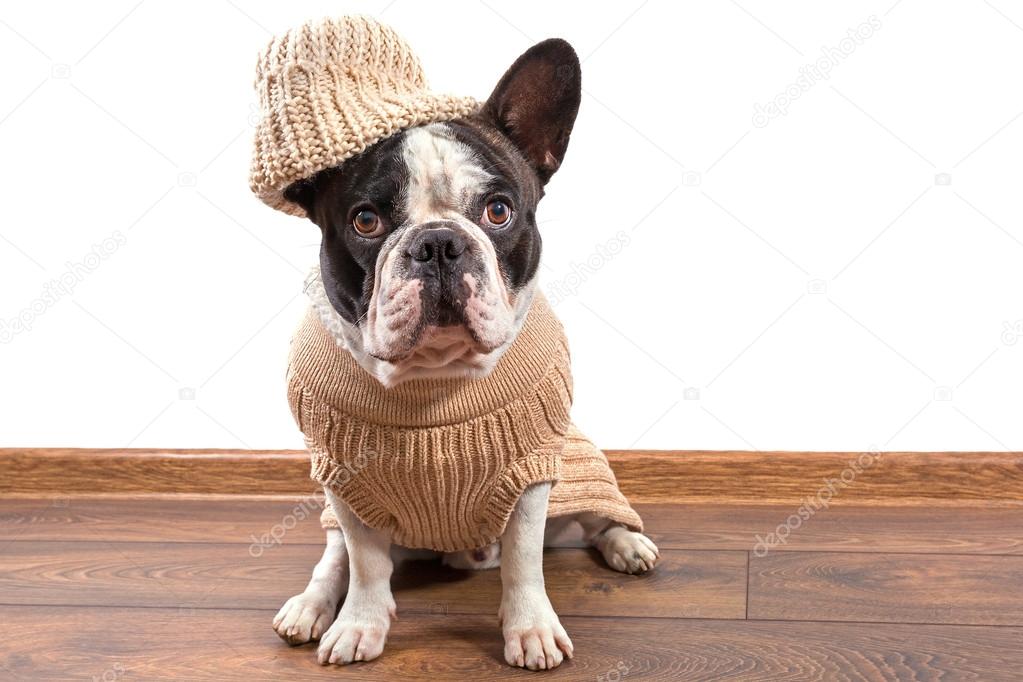 Carrière vergeten Lauw French bulldog wearing warm sweater Stock Photo by ©Patryk_Kosmider 58564549