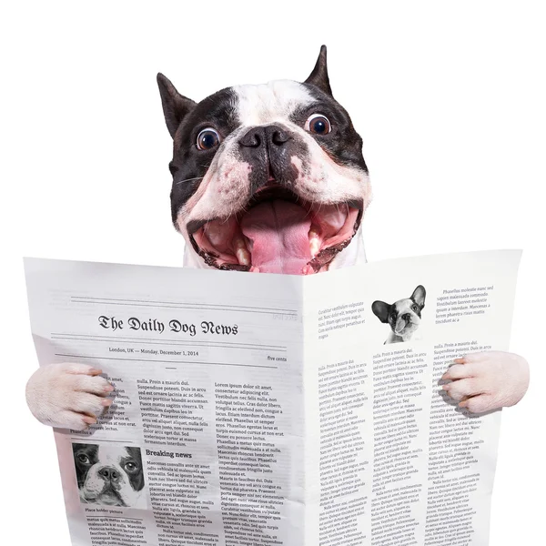 Divertido bulldog francés leyendo periódico — Foto de Stock