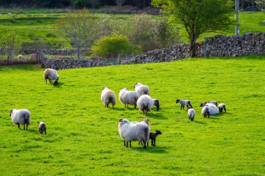 Koyun ve rams İrlanda