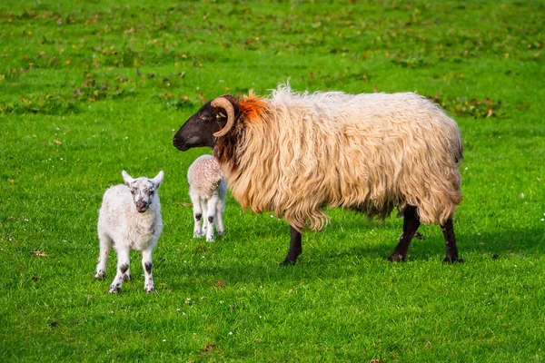 Irländska ram med små lamm — Stockfoto