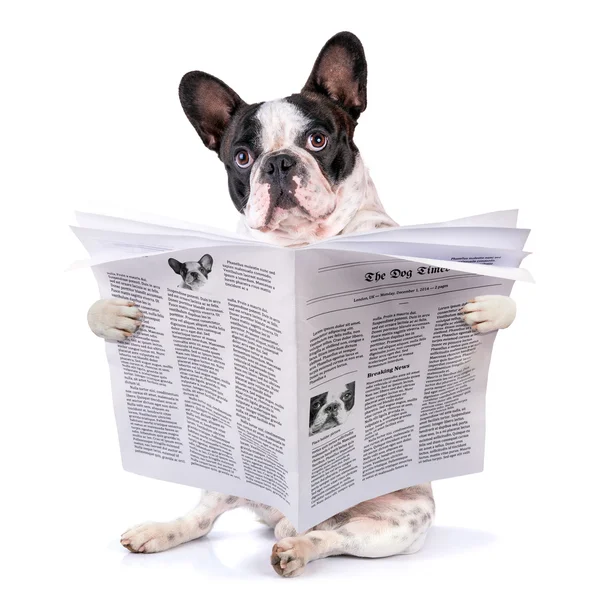 Franse bulldog lezing krant — Stockfoto