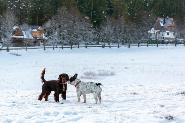 Two dogs playing on the snow — Stock Photo, Image