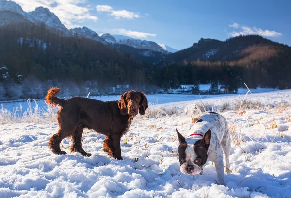 Two dogs playing on the snow — Stock Photo, Image