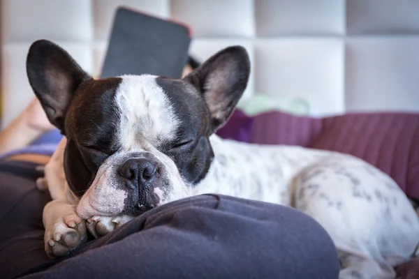 Adorable French bulldog — Stock Photo, Image