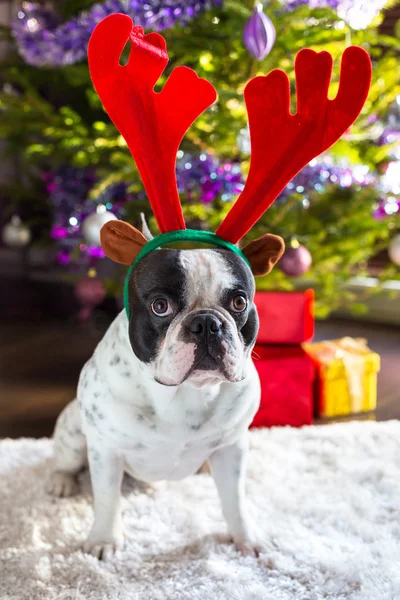 Buldogue francês com chifres de rena — Fotografia de Stock