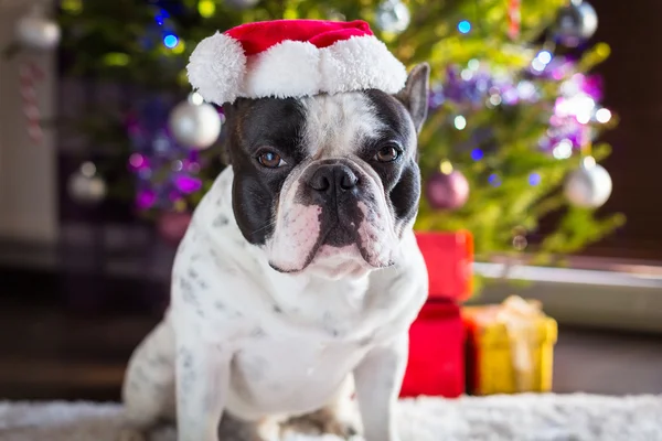 Fransk bulldog i santa hatt — Stockfoto
