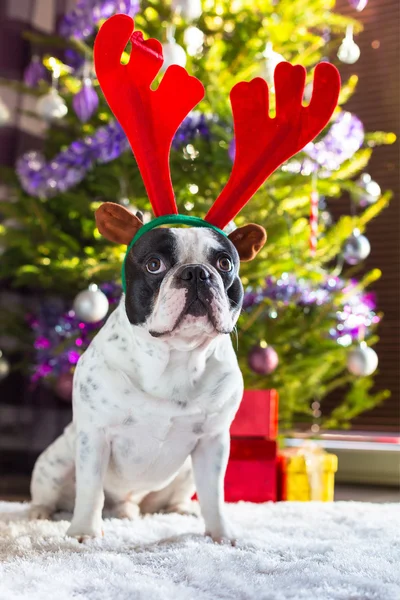 French bulldog with reindeer horns — Stock Photo, Image