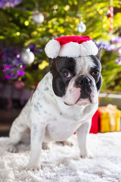 法国斗牛犬在圣诞老人的帽子 — 图库照片