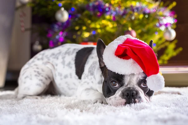 Fransk bulldog i santa hatt — Stockfoto