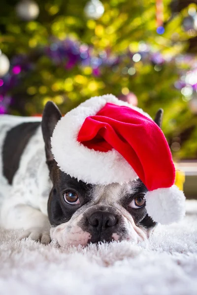 Fransk bulldog i santa hatt — Stockfoto