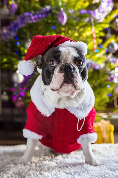 Fransk bulldog i santa dräkt — Stockfoto