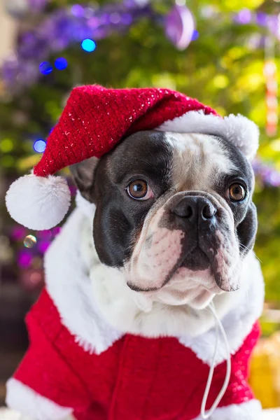 Französische Bulldogge im Weihnachtsmannkostüm — Stockfoto