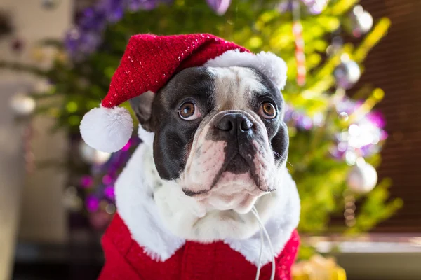 Bulldog francés en traje de santa — Foto de Stock