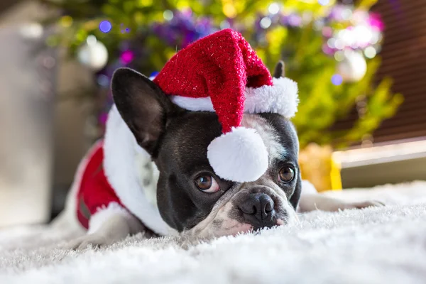 Buldog francuski w kostium santa — Zdjęcie stockowe