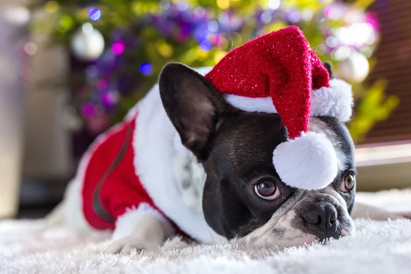 Bouledogue français en costume de Père Noël — Photo