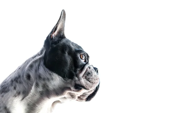 Retrato bulldog francês — Fotografia de Stock