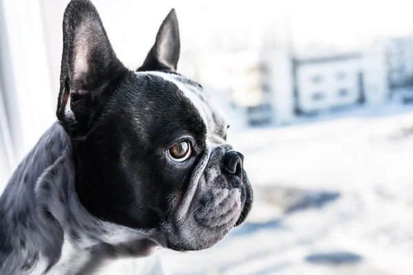 Hund schaut aus dem Fenster — Stockfoto