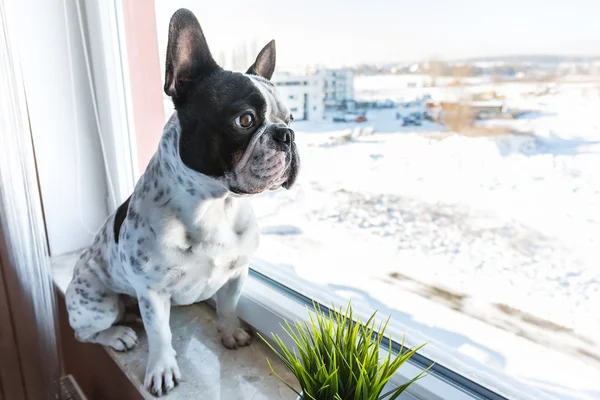 Dog looking through the window — Stock Photo, Image