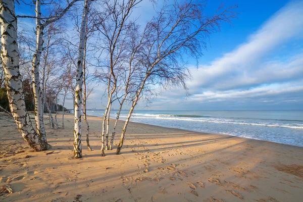 Hermosa playa con abedules en el Mar Báltico — Foto de Stock