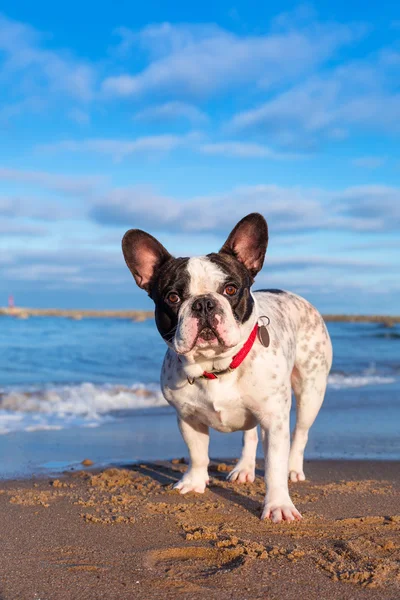 在海滩上的法国斗牛犬 — 图库照片