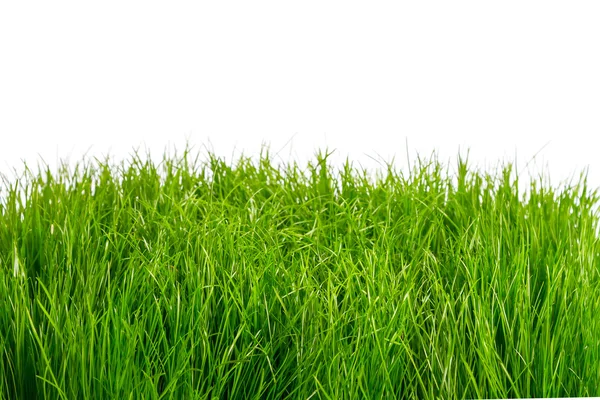 Zöld fű minta — Stock Fotó