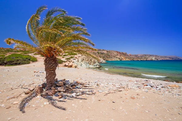 Creta palmera datilera en la idílica playa de Vai —  Fotos de Stock